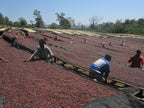 Etiopia - Guji - Okoluu Washing Station - Natural - Orgánico